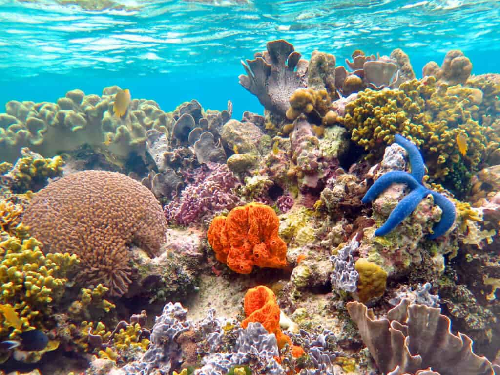 solomon islands coral reef 1024x767 1