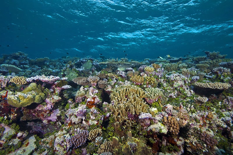 solomon islands coral reef at 2 4 meters depth