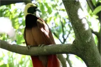 Papua Nugini