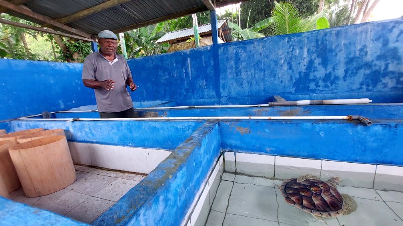Jejak tukik, patung penginjil, dan harapan warga Yewena-Doromena 5 Tukik doromena