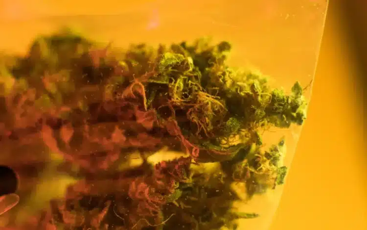 Ganja