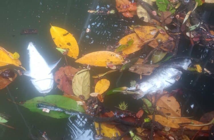 Ikan Mati