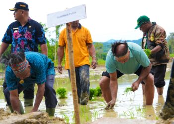 Gubernur Fakhiri tanam padi perdana di Swentab, target 50 hektare sawah baru 4 padi