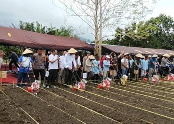 Penanaman Bibit Jagung