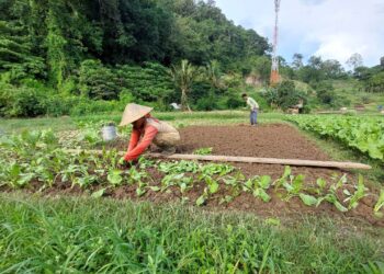 Kebun sayur di lahan kosong Kota Jayapura 12 kebun sayur