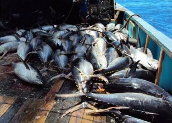 Tuna
