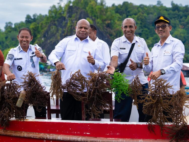 Gubernur Fakhiri bangun pabrik rumput laut di Kepulauan Yapen 1 Rumput laut