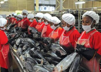 Pabrik ikan tuna di Madang dan PNG kekuatan besar tuna global 5 Ikan Tuna