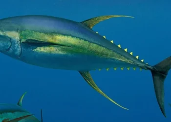 cagar laut