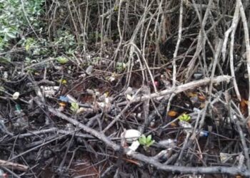 Hutan mangrove