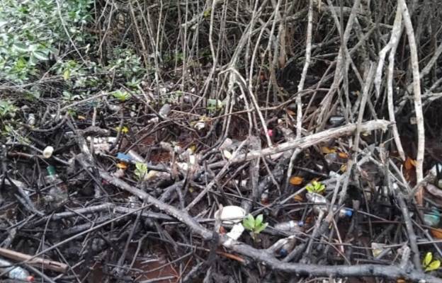Hutan mangrove di Teluk Youtefa terus tergerus 1 Hutan mangrove
