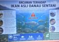 Discovery of Pleco
