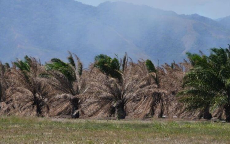 Papua Nugini didesak bersiap menghadapi El Niño dan potensi krisis ketahanan pangan 1 Papua Nugini