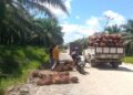 Sorong Residents
