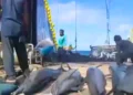 Kemarahan melanda PNG karena kapal Filipina menangkap lumba-lumba 27 PNG
