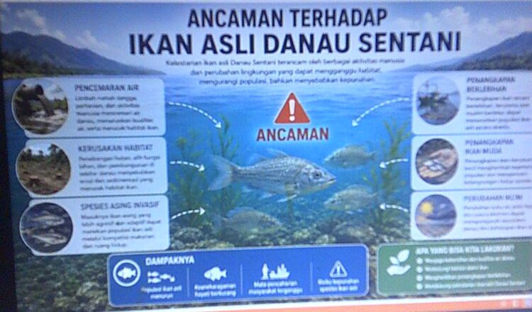 Ikan Danau Sentani