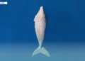 Dugong