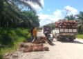 Warga Sorong protes karena perusahaan panen sawit di lahan bersengketa 23 Panen Sawit