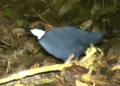 Spesies Burung Baru