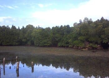 Hutan Mangrove