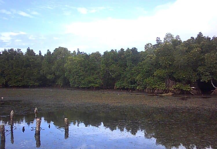 Hutan Mangrove