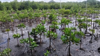 Perempuan adat Kampung Enggros jaga hutan mangrove di tengah keterancaman 2 Hutan Mangrove