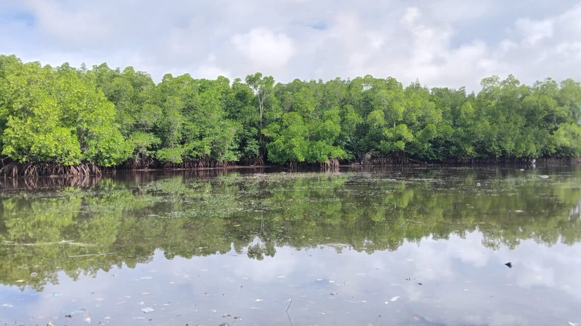 Perempuan adat Kampung Enggros jaga hutan mangrove di tengah keterancaman 1 Hutan Mangrove