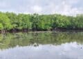 Perempuan adat Kampung Enggros jaga hutan mangrove di tengah keterancaman 6 Hutan Mangrove