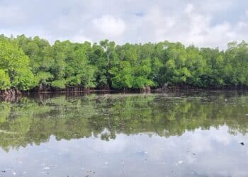 Hutan Mangrove