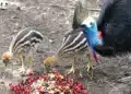 Burung Kasuari dan hilangnya hutan tropis di tanah Papua 5 Tanah Papua