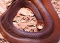 Taipan Papua: Ular berbisa di Tanah Papua yang mematikan di dunia 3 Taipan Papua