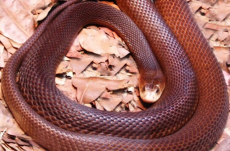 Taipan Papua