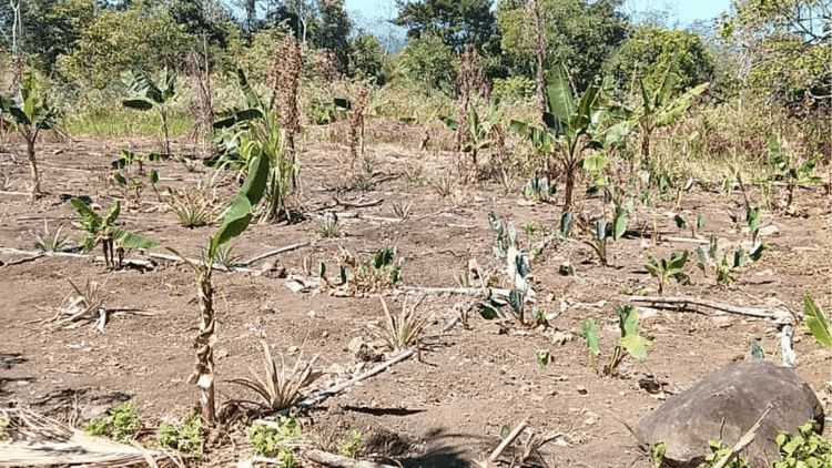 Kekeringan akibat El Nino menghancurkan komunitas Tufi di Provinsi Utara PNG 1 Kekeringan di PNG