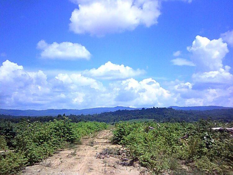 Menjaga hutan dan rumah burung