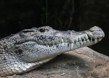 Buaya