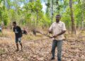 Sarang Semut dari hutan Wasur menopang ekonomi warga 7 sarang semut
