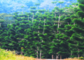 PBB mendesak PNG lindungi hak atas tanah masyarakat adat 7 Hutan di PNG