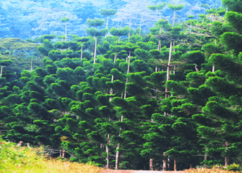 PBB mendesak PNG lindungi hak atas tanah masyarakat adat 5 Hutan di PNG