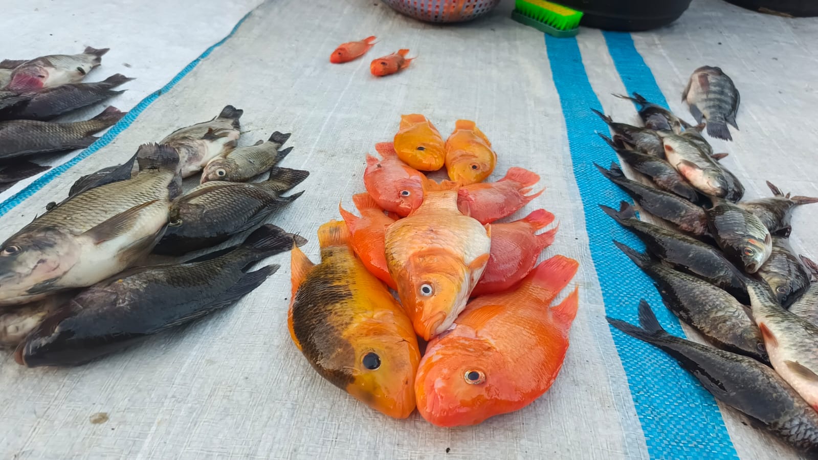 Danau Sentani semakin dijajah ikan "setan merah" 2 Keramba, Danau Sentani, Ikan Red Devil