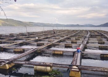 Danau Sentani semakin dijajah ikan "setan merah" 10 Keramba, Danau Sentani