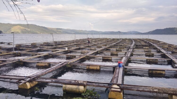 Danau Sentani semakin dijajah ikan "setan merah" 1 Keramba, Danau Sentani