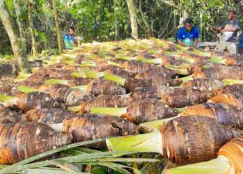 Petani Vanuatu tanam 90 ribu talas untuk ekspor 4 Petani talas
