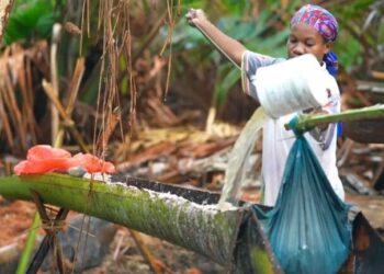 Hutan sagu terancam: Tradisi masyarakat Kampung Yoboi tergerus 6 Mengolah sagu