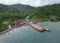 Pohon di hutan Kepulauan Solomon