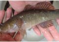 Ikan gabus Sentani