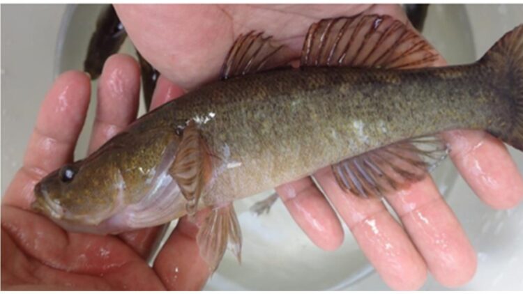 Ikan gabus Sentani