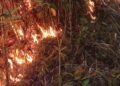 Pembakaran hutan