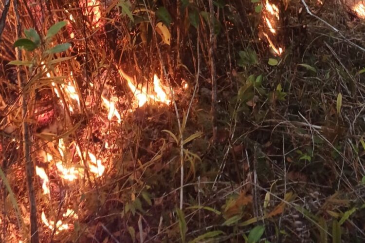 Warga mengecam dugaan pembakaran hutan di Distrik Libarek 1 Pembakaran hutan