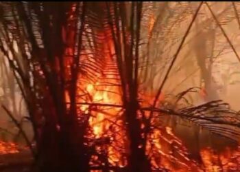 Kebakaran dusun sagu di Kimaam ancam pangan masyarakat adat 1 Kebakaran dusun sagu Kimaam