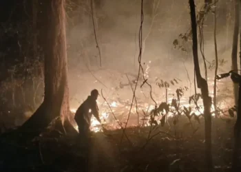 Kebakaran hutan menghanguskan sepertiga lahan warga pulau kecil di PNG 9 Kebakaran hutan di Pulau PNG